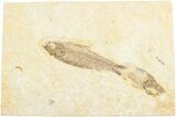 Two Fossil Fish (Knightia) - Green River Formation #237207-1